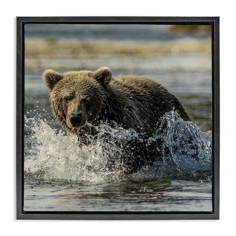 Stupell Bear Splashing in River Framed Floater Canvas Wall Art Design By Danita Delimont - 18 x 18 - Black