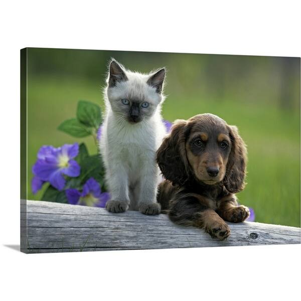 Siamese kitten and Dachshund puppy together on log - Multi