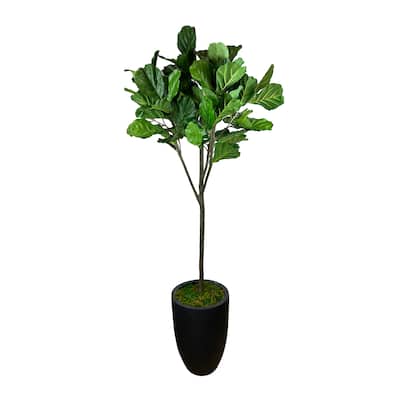 7 ft Fiddle Leaf Tree in a Fiberstone Pot - Green