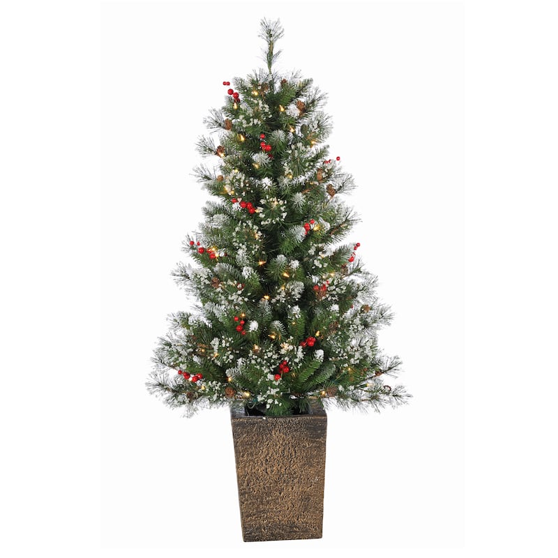 Elegant 4 Foot Potted Mixed Needle Glacier Pine