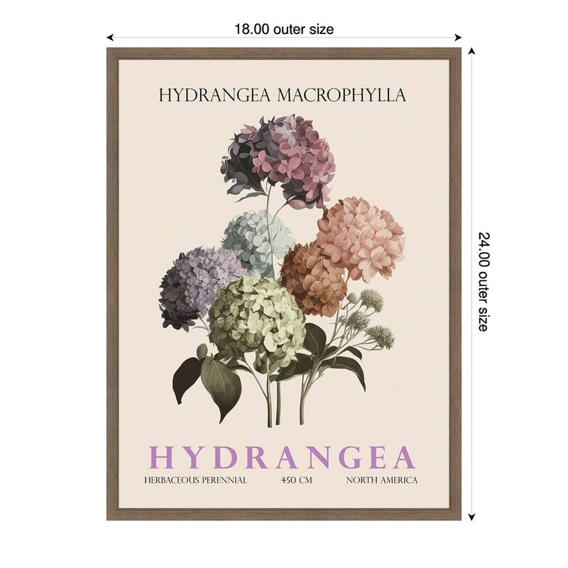 Vintage Botanical Hydrangea Illustration by Christopher Giampietro Framed Canvas Wall Art Print - Brown - 18 x 24 in