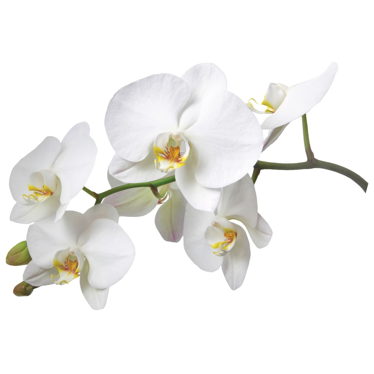 Shop Brewster Cr 57714 White Orchid Wall Decal Free Shipping On Orders Over 45 Overstock 13203161
