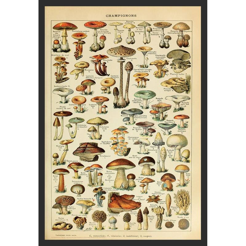 Champignons Pour Tous Adolphe Millot Framed Art Poster - 24 x 36 Inch