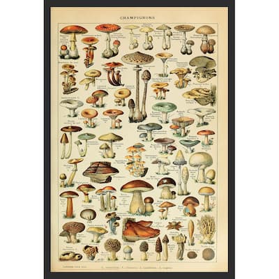 Champignons Pour Tous Adolphe Millot Framed Art Poster - 24 x 36 Inch