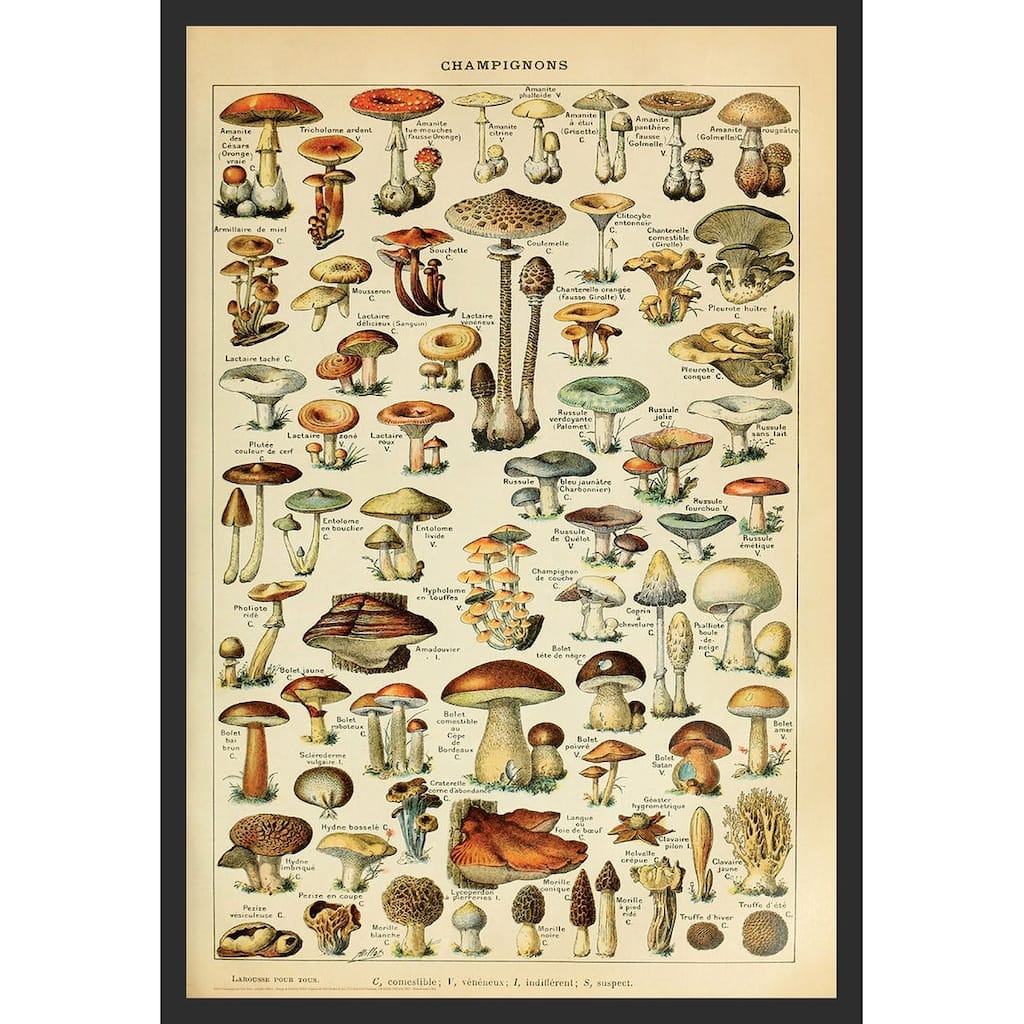Champignons Pour Tous Adolphe Millot Framed Art Poster - 24 x 36 Inch