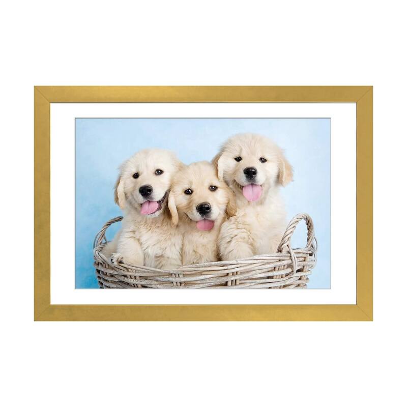 iCanvas "Buffy, Biskit, And Beau" by Rachael Hale - Gold - 24x32x1
