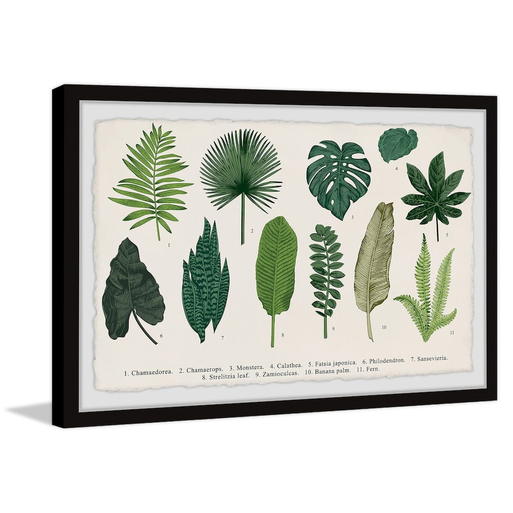 Calathea Framed Print