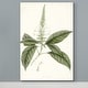 preview thumbnail 3 of 8, Sage Botanical II -Premium Gallery Wrapped Canvas