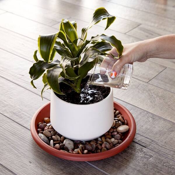 buy philodendron pink princess uk 25cm Philodendron Pink Princess  Bristol Plant Man