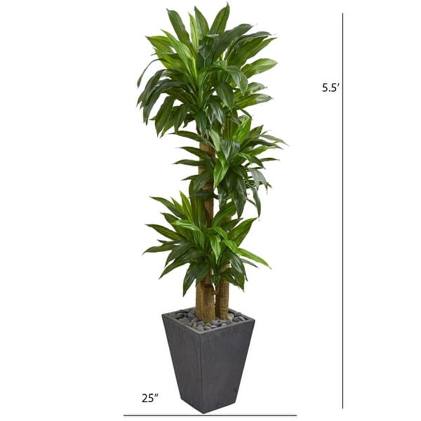 5.5' Cornstalk Dracaena Artificial Plant in Slate Planter (Real Touch) - Green