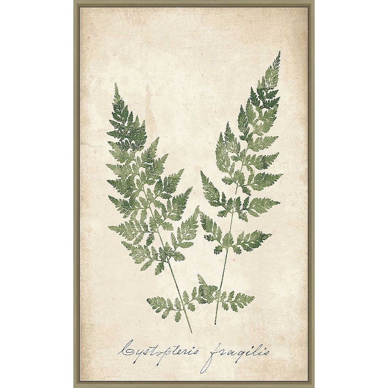 "Vintage Ferns VII" Print on Floating Canvas