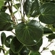 preview thumbnail 4 of 3, SAFAVIEH Faux Polyscias Fruticosa Potted Tree - 16.9" W x 13" L x 49" H