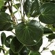 preview thumbnail 5 of 8, SAFAVIEH Polyscias Fruticosa 37-Inch Faux Plant - 16.9" W x 13" L x 49" H