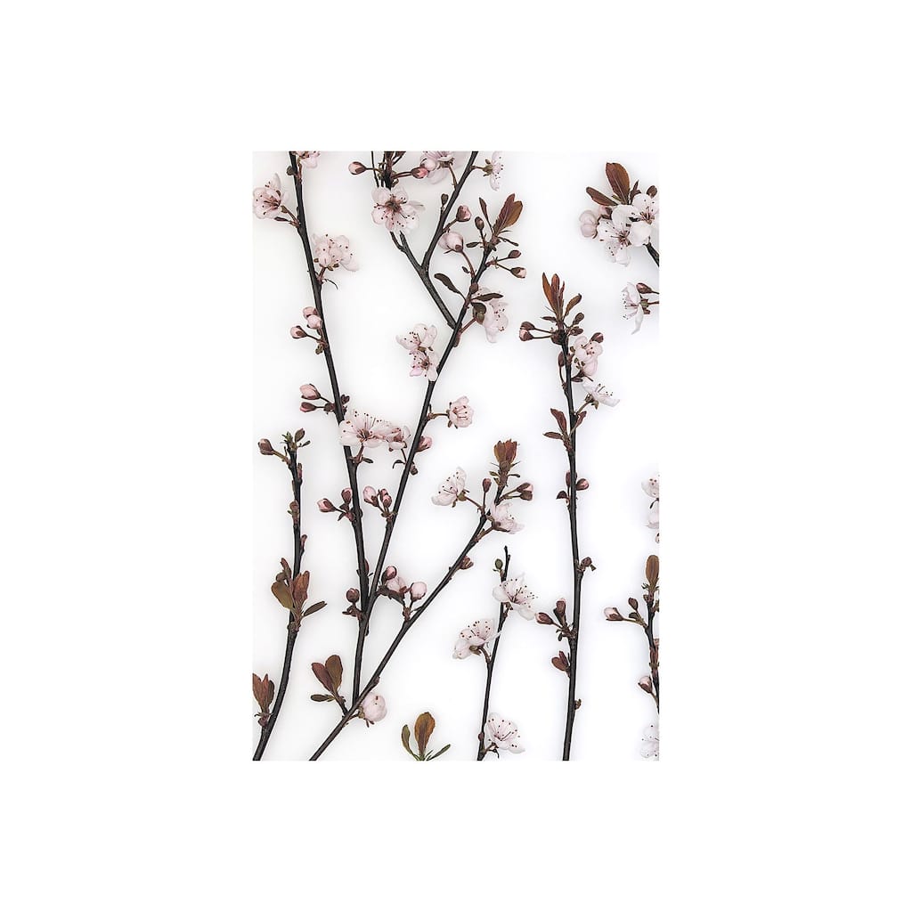 Budding Blossom (36 x 54) Canvas Art Print