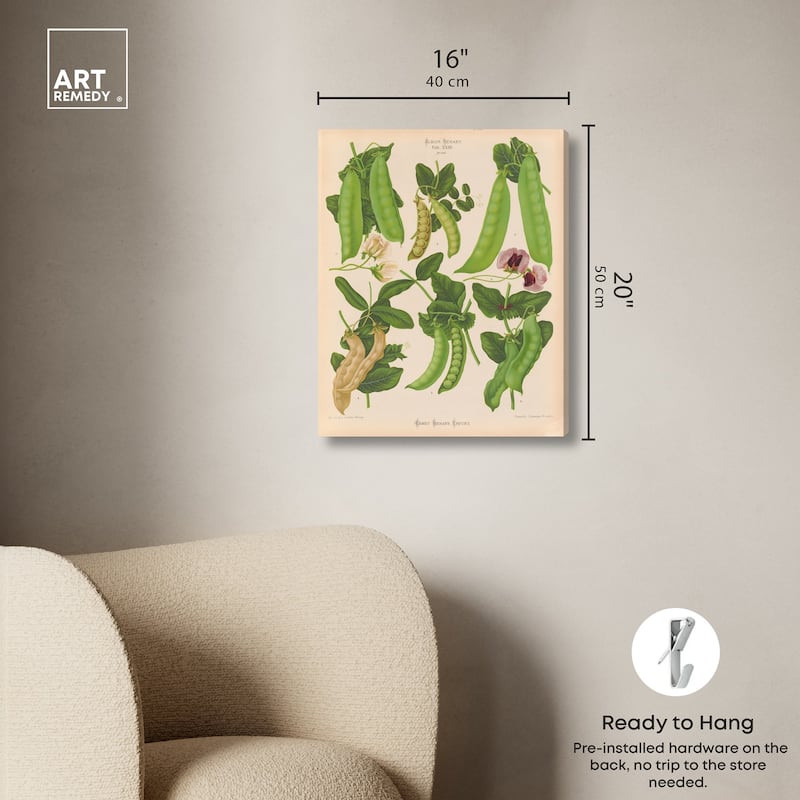 Podded Peas from Benary 1876 Canvas by Art Remedy, Gallery Wrapped