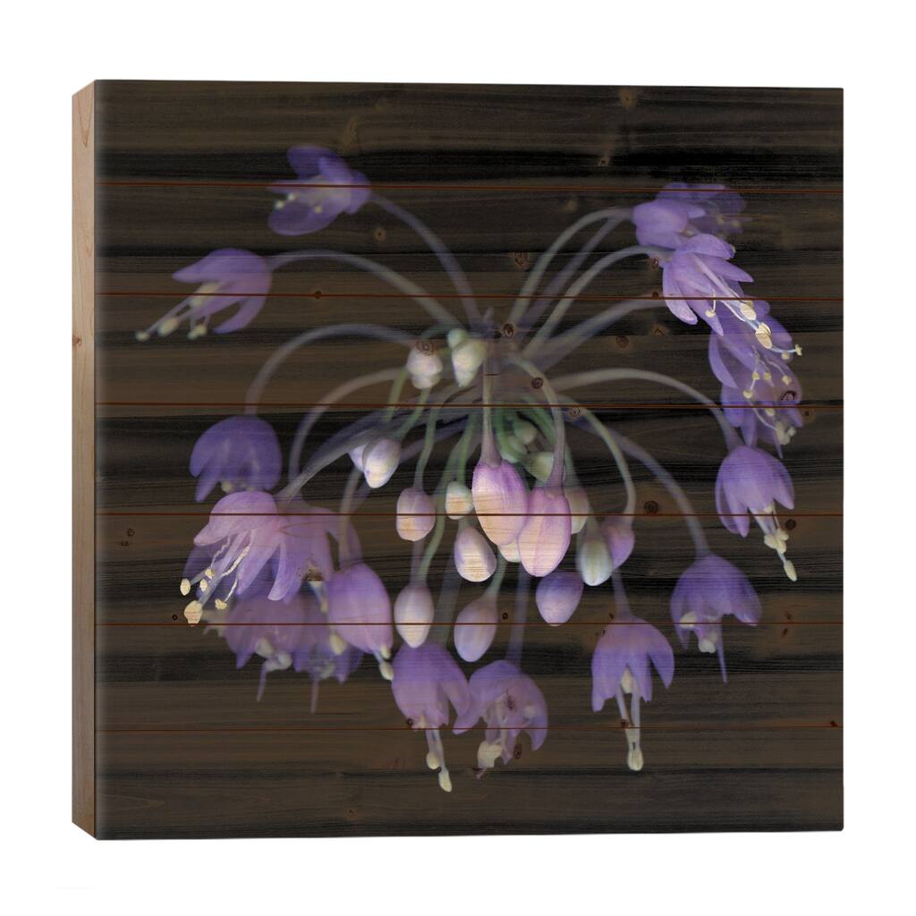 Allium Fireworks Print On Wood by Magda Indigo - Multi-Color