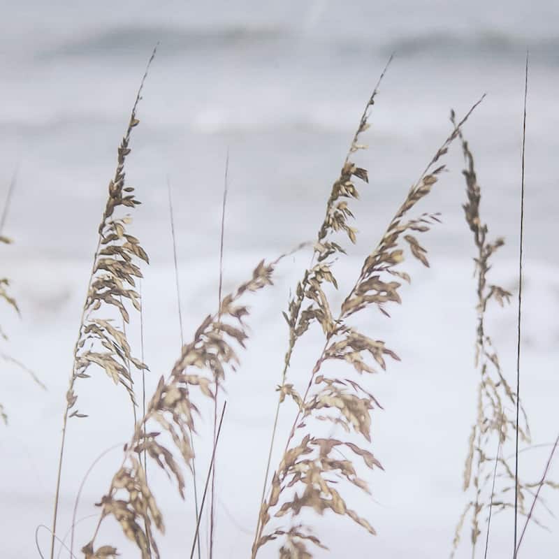Silver Seagrass Framed Art Print