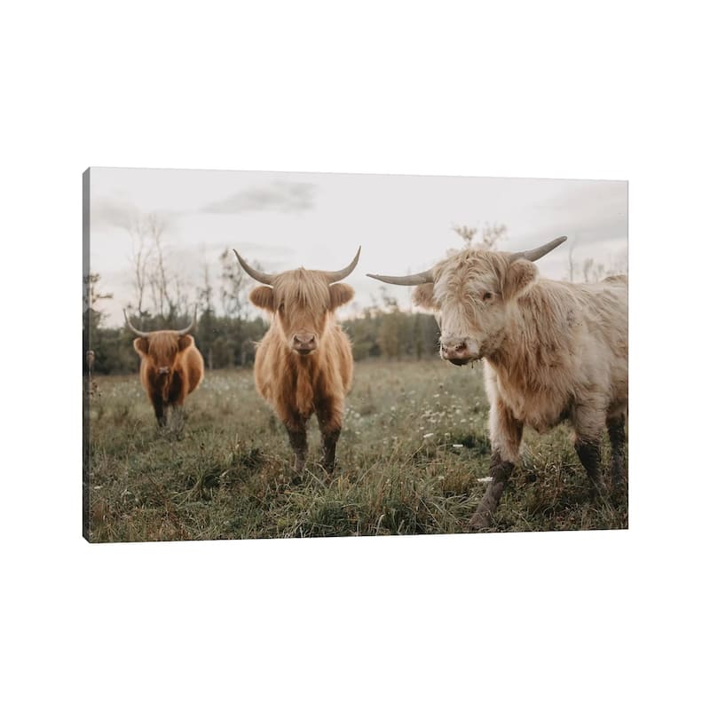 iCanvas "Cows In The Field At Sunrise" by Chelsea Victoria Canvas Print