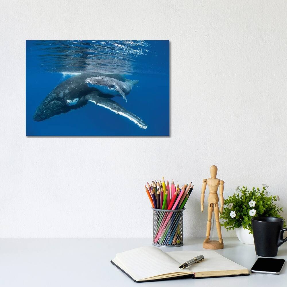 iCanvas "Humpback Whale Mother With Four Day Old Calf, Tonga" by Suzi Eszterhas Canvas Print