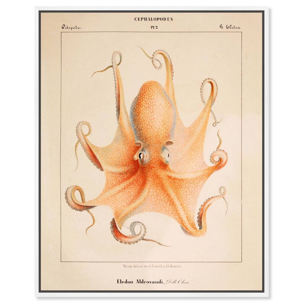 Verany The Octopus 1815 II Canvas by Art Remedy