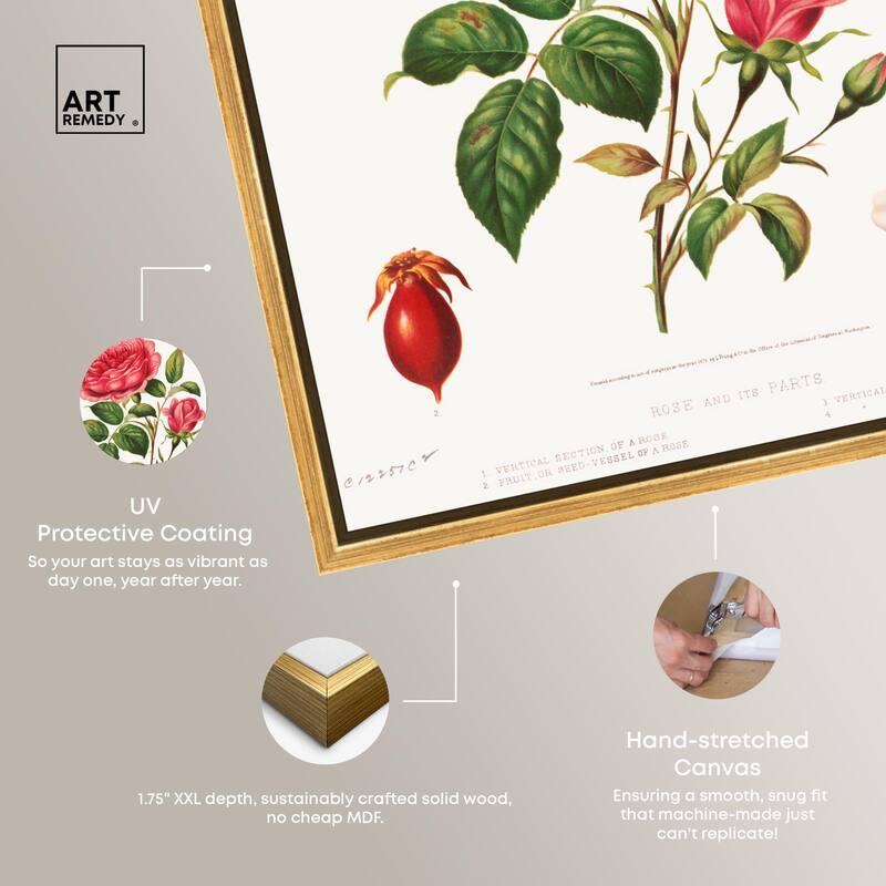 Rose and its parts (1872) Canvas by Art Remedy