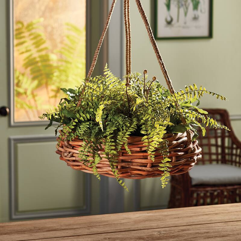Boston Fern Rustic Drop-In 12" - Green