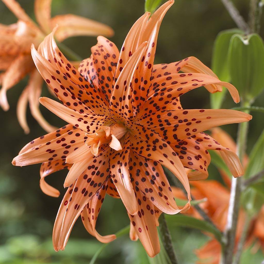 Van Zyverden Lilies Double Tiger Set of 7 Bulbs