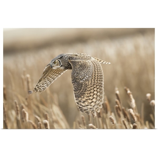 "Great Horned Owl" Poster Print