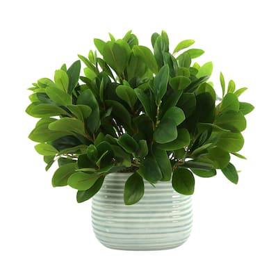 Peperomia Bush in Ceramic Pot