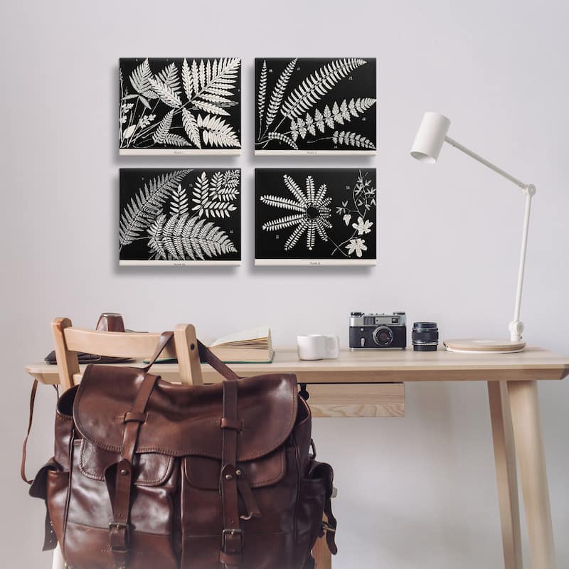 Stupell Ferns Studies with Stark Contrast Canvas Wall Art Design By Phillipa Katz (Set of 4)