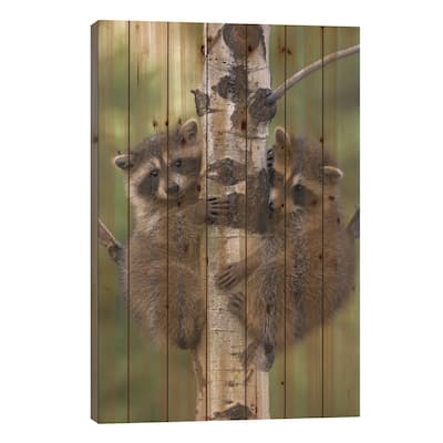 Raccoon Two Babies Climbing Tree, North America II Print On Wood by Tim Fitzharris - Multi-Color