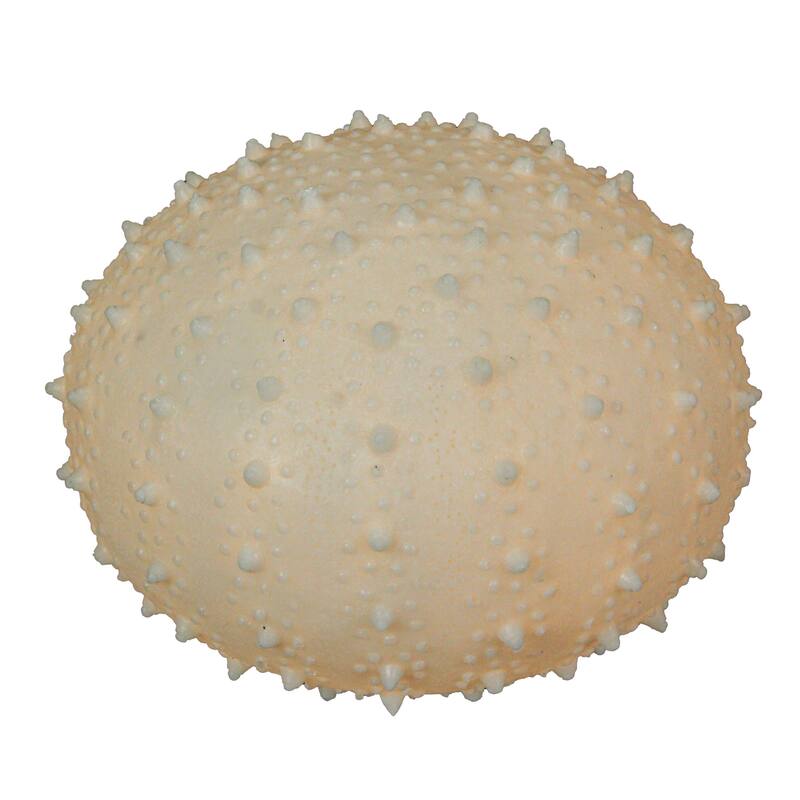 8.5 Inch Resin Led Sea Urchin Accent Lamp Table Light - 6.25 X 8.5 X 8.5 inches