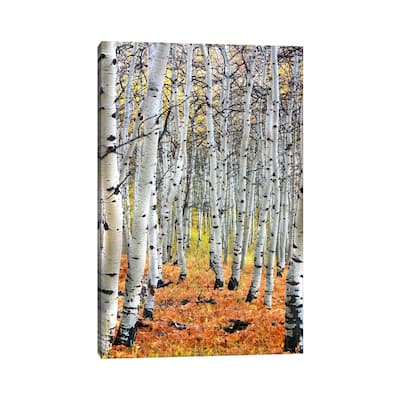 iCanvas "Autumn In Aspen" by Unknown Artist Canvas Print