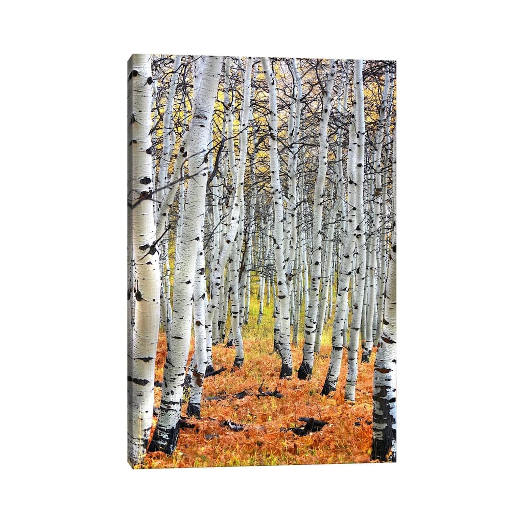 iCanvas "Autumn In Aspen" by Unknown Artist Canvas Print