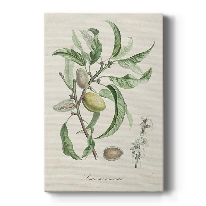 Antique Almond Botanical IV Premium Gallery Wrapped Canvas - Ready to Hang - 8X12