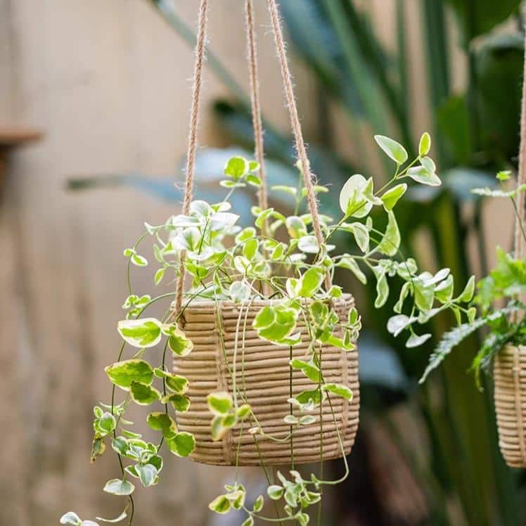 RusticReach Faux Rattan Cement Hanging Planter