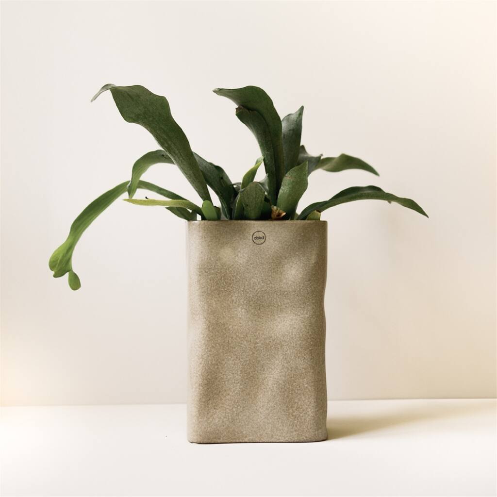 MEADOW Beige - Beige