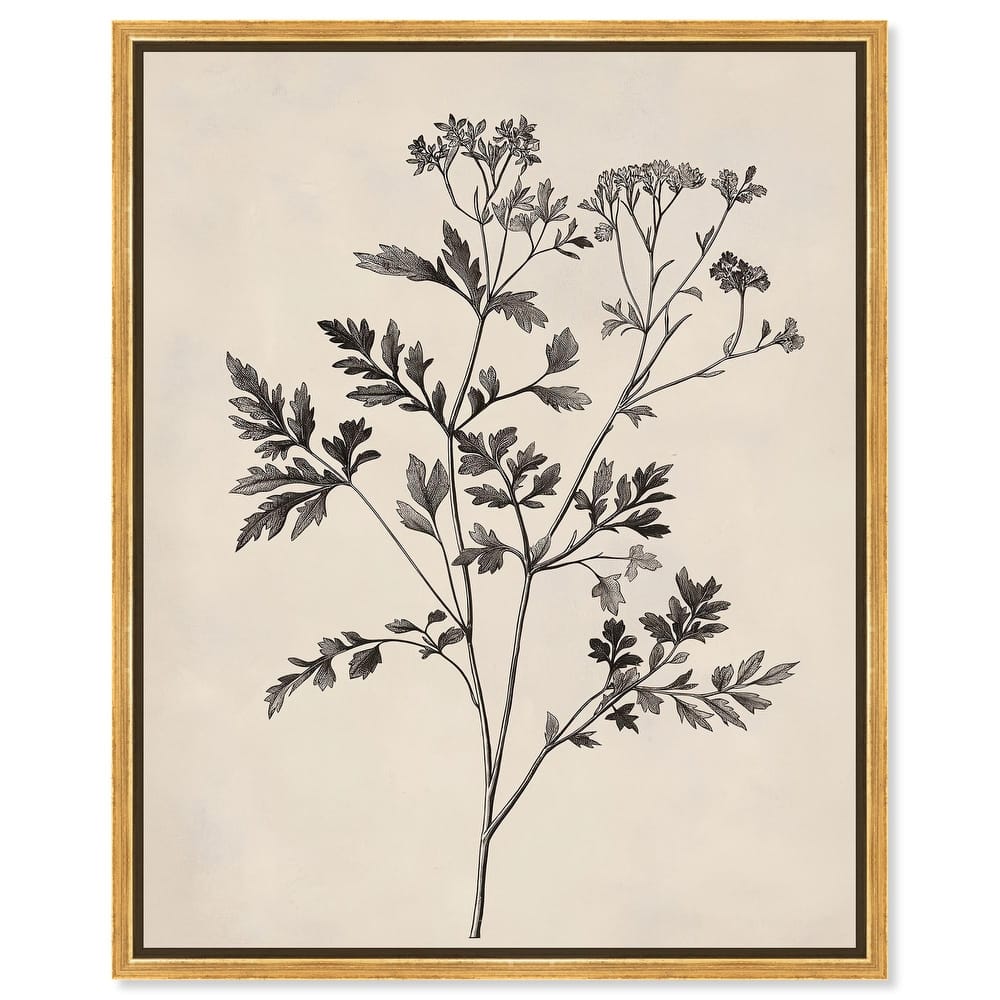 Aniseed Anatomy I Canvas by Art Remedy