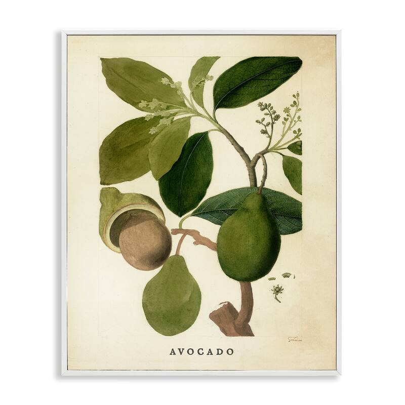 Stupell Vintage Avocado Plant Framed Giclee Art Design By Lil' Rue - 11 x 14 - White