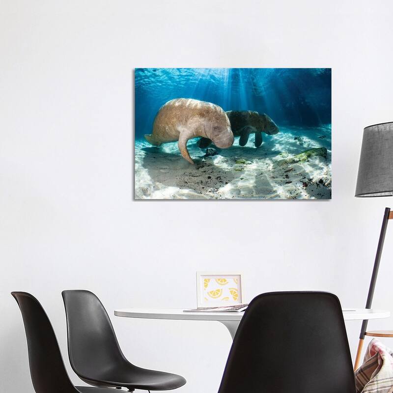 iCanvas "Florida Manatees In Crystal River, Florida" by David Fleetham Canvas Print - 26x40x1.5