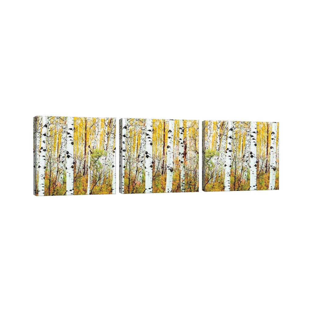 iCanvas "Aspen Trees Panorama ,Colorado" by Susanne Kremer 3-Piece Canvas Wall Art Set