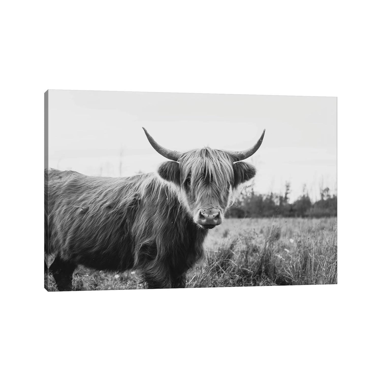 iCanvas "Furry Highland Cow Black And White" by Chelsea Victoria Canvas Print
