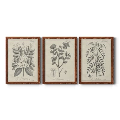 Antique Black & White Botanical VII-Premium Framed Canvas - Ready to Hang - Multi-Color