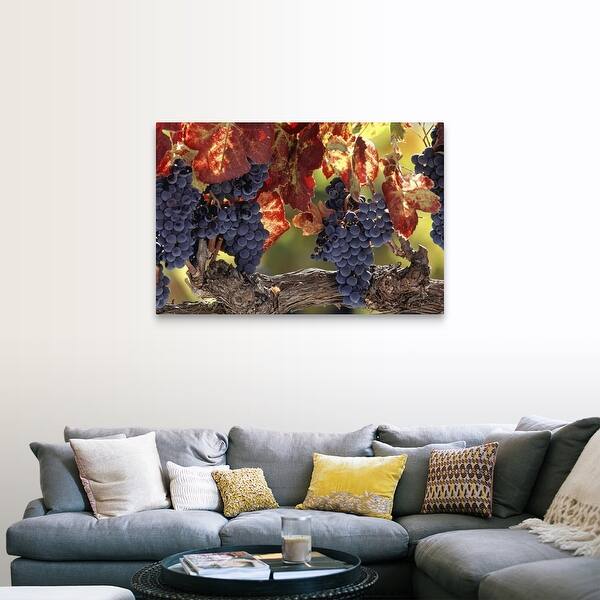 Vine branch with grapes, Wine Country, Napa Valley, CA, USA ...