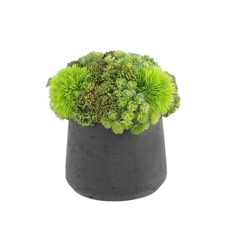 Assorted Succulents and Sedum in a Pot - Green