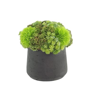 Assorted Succulents and Sedum in a Pot - Green