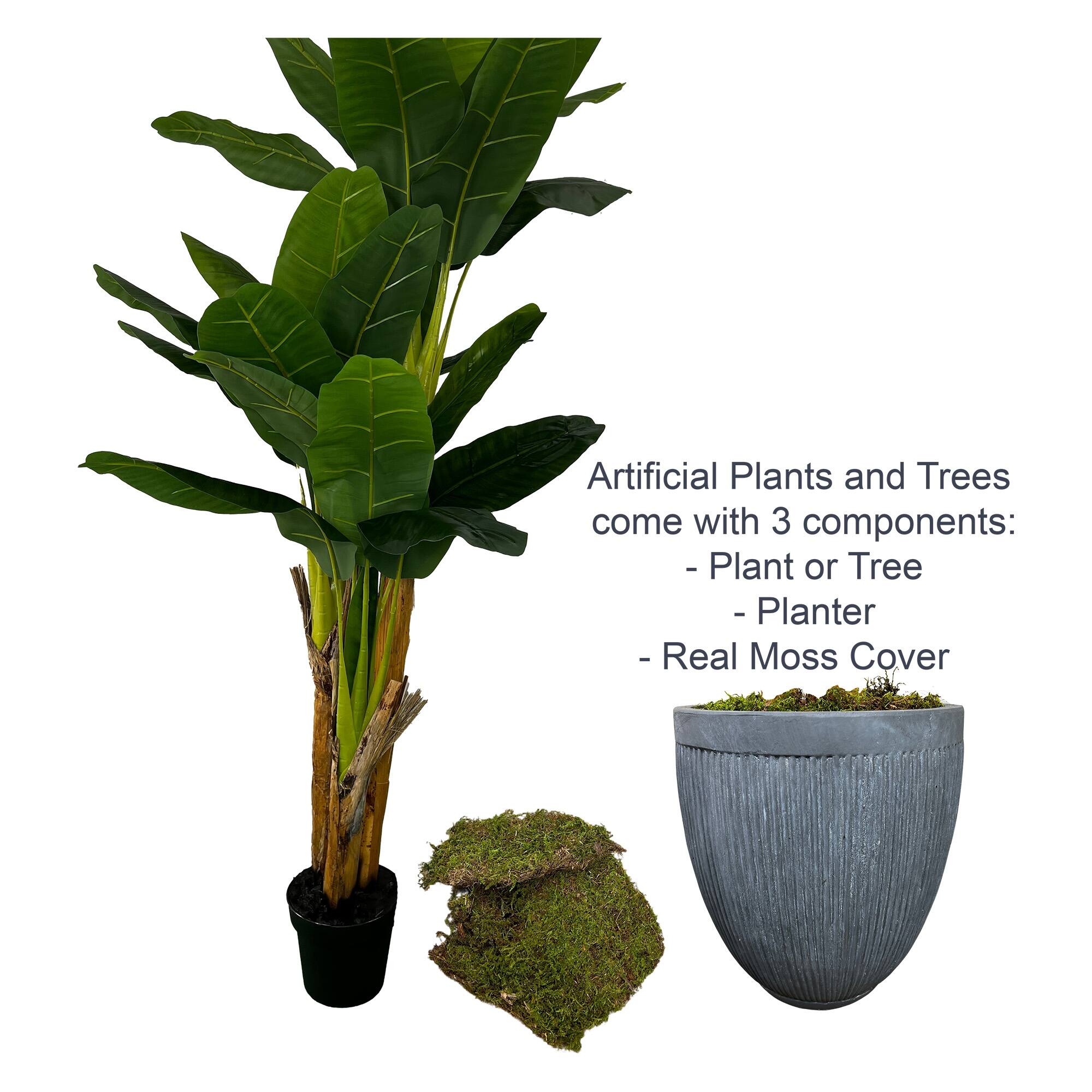 7' Artificial Banana Tree in Grey Designer Fiberglass Planter Cypress