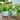 6IN & 4.75IN SMALL MOON PHASE FOOTED PLANTER,SET OF 2, Glass Blue