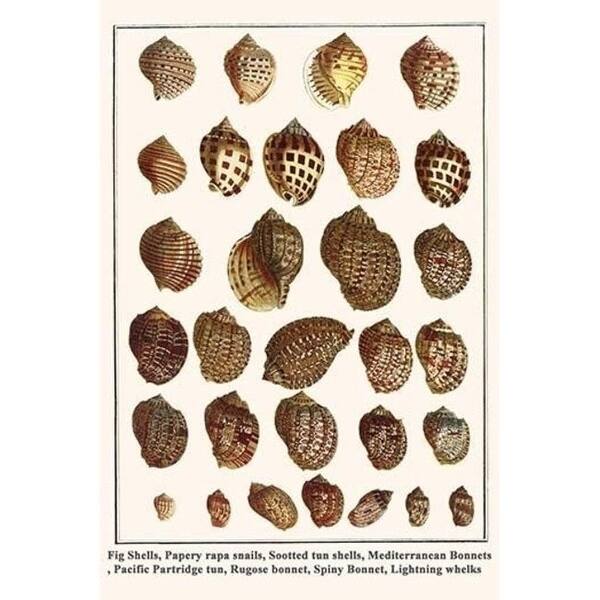 Partrige Tun Shell Fig Shells Papery Rapa Snails Sootted Tun Shells Mediterranean Bonnets ...