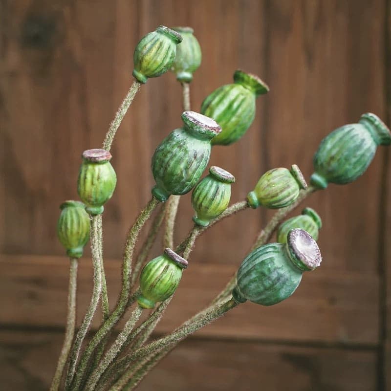 RusticReach Green Poppy Fruit Stem 30.7" Tall 3-Stem Bundle